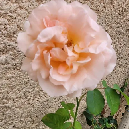 La Parenthèse 3*